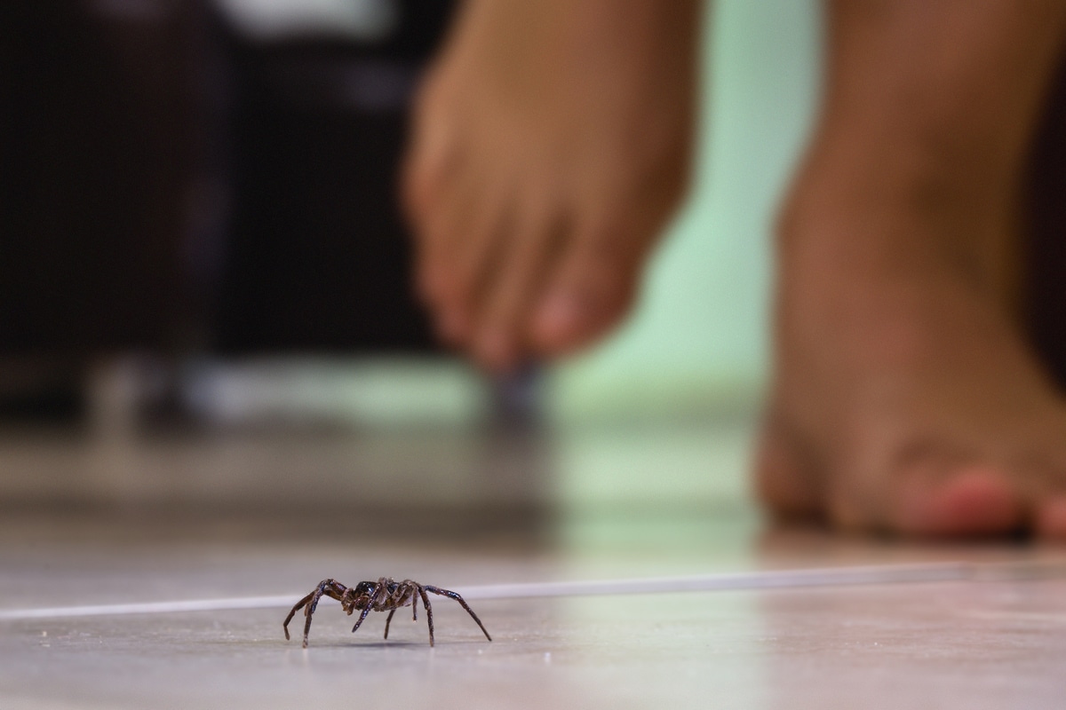 astuces pour faire fuir les araignées de votre chambre