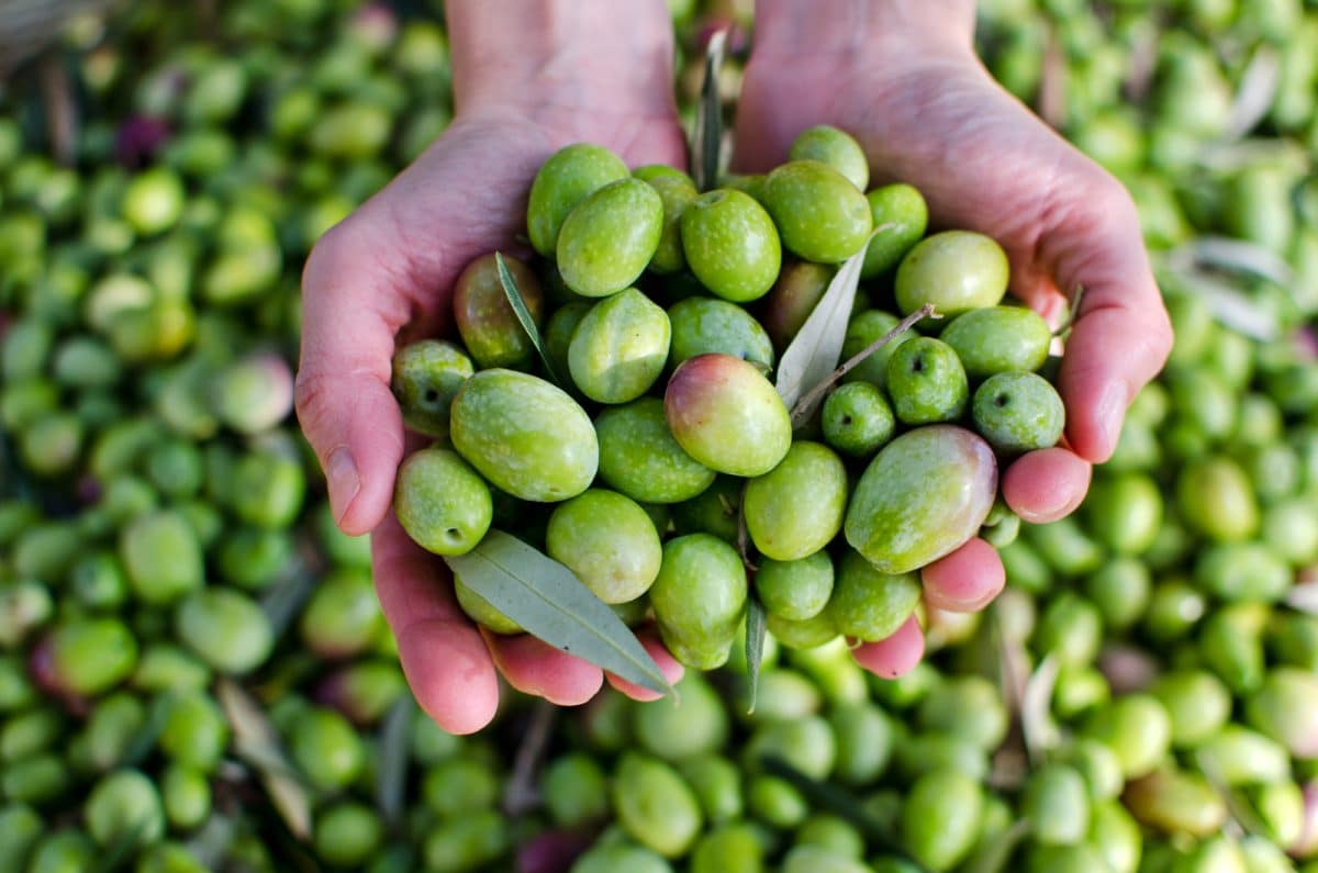 Alerte rouge L'huile d'olive en voie d'extinction à cause d'une sécheresse apocalyptique en Espagne